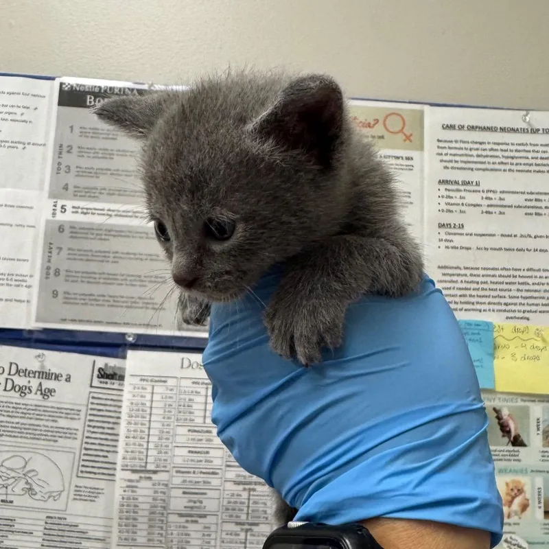 A baby small-sized female Gray / Blue / Silver Domestic Short Hair cat named Betty for adoption in Columbiana, AL