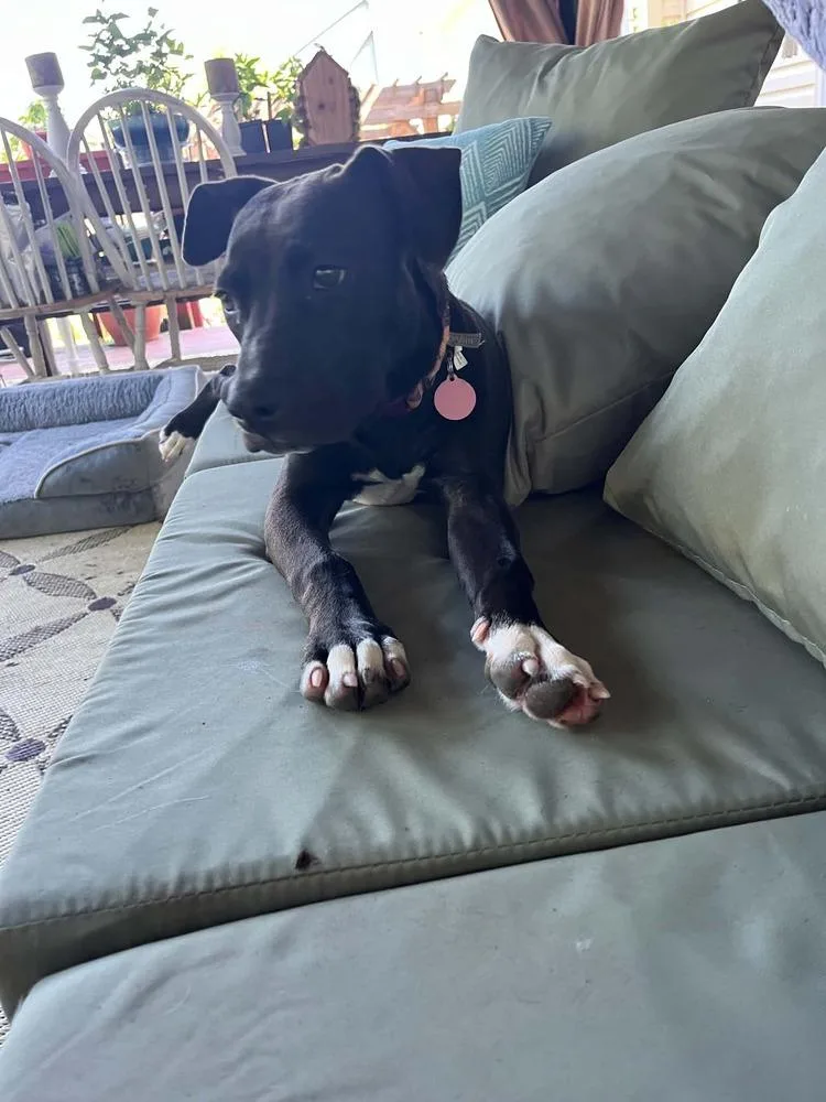A baby medium-sized female Tricolor (Brown, Black, & White) Mixed Breed dog named Penny for adoption in Amherst, NY