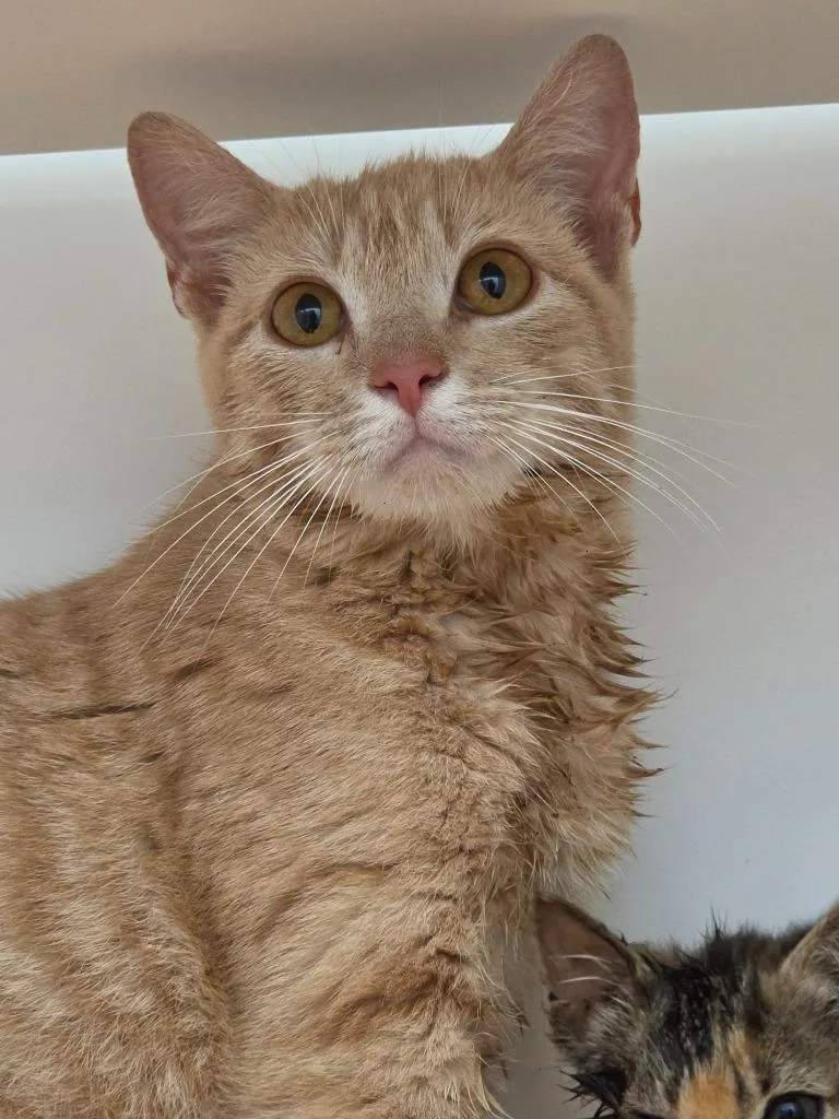 A young small-sized female Domestic Short Hair cat named Joey for adoption in Oxford, NC