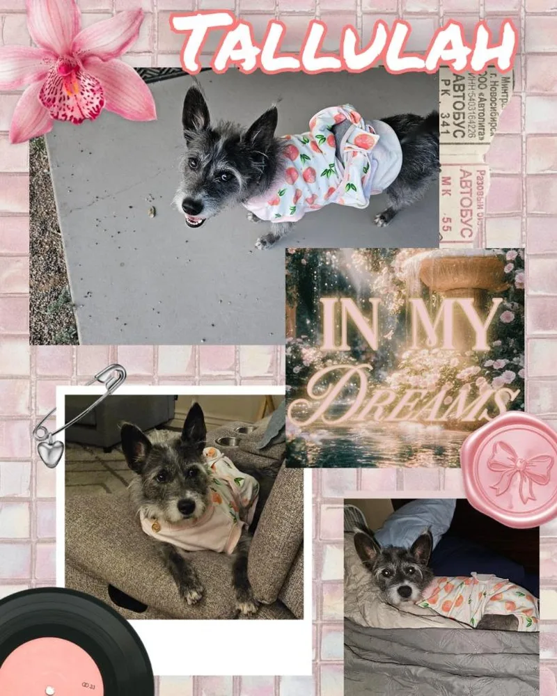 Tallulah thumbnail 2