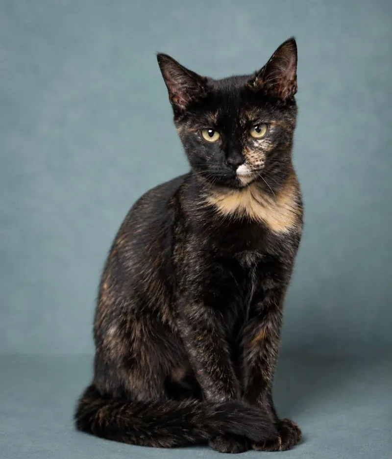 A baby medium-sized female Tortoiseshell Domestic Short Hair cat named Ivy for adoption in Spring, TX