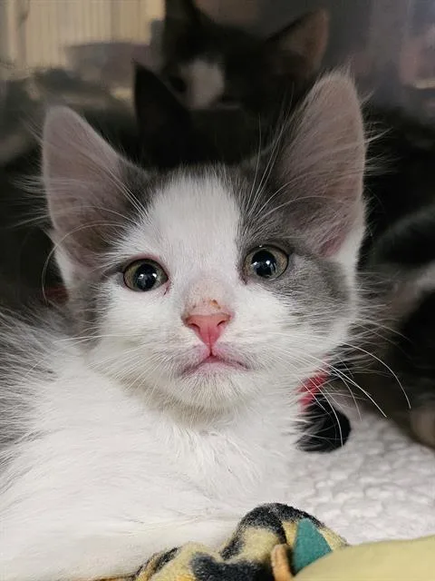 A baby medium-sized male Gray / Blue / Silver Domestic Medium Hair cat named Calamari for adoption in Clyde, NC