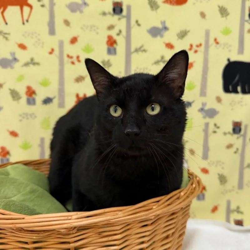An adult large-sized male Black Domestic Short Hair cat named Dracarys for adoption in Deerfield, IL