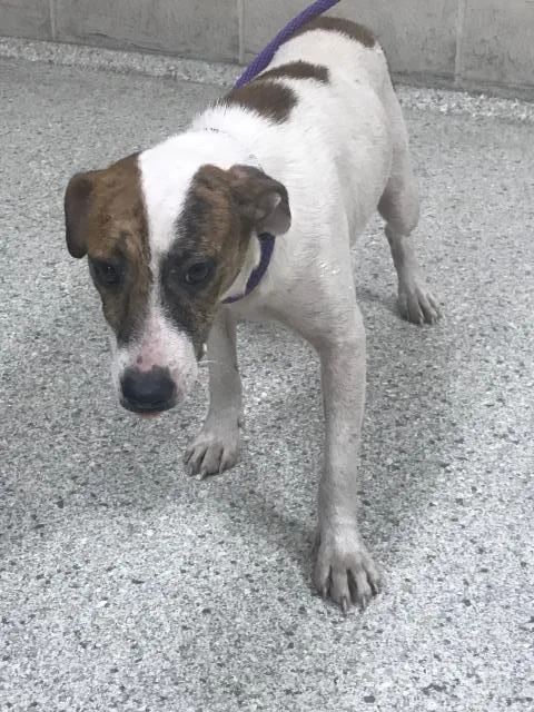 A young small-sized female Parson Russell Terrier dog named A for adoption in Conroe, TX