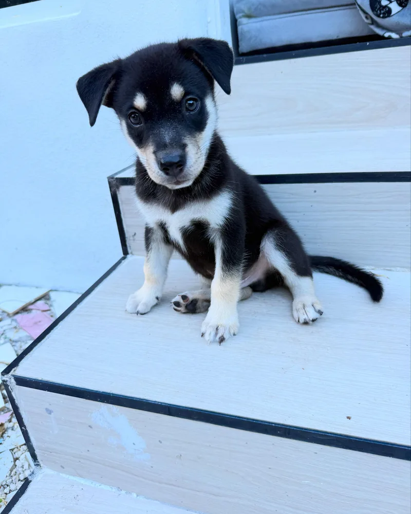 Sammy