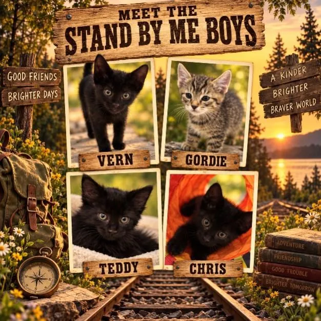 A baby medium-sized male Domestic Short Hair cat named Chris for adoption in Lincoln, CA