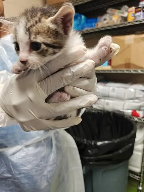 A baby small-sized female Domestic Short Hair cat named Larry for adoption in Ocala, FL