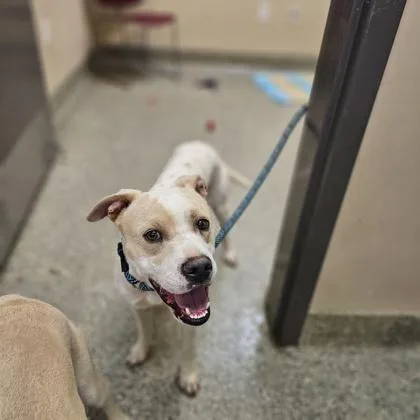 An adult medium-sized male Terrier dog named Tommy for adoption in Kansas City, MO