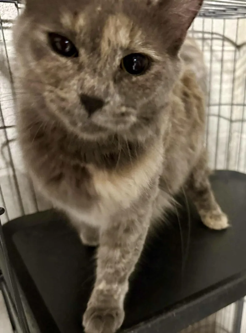 An adult small-sized female Dilute Tortoiseshell Domestic Medium Hair cat named Abilene Flirty Girl for adoption in Jackson, GA