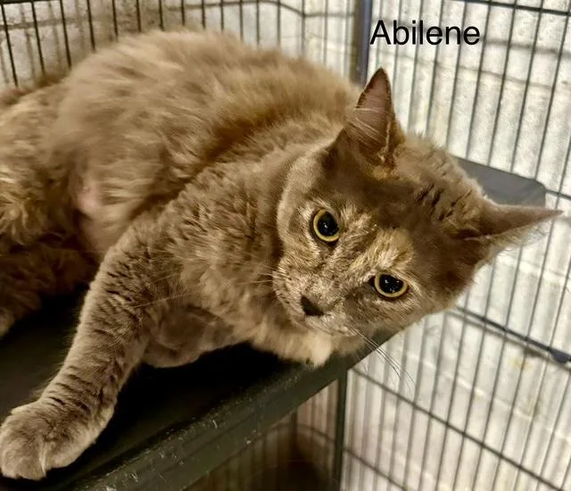 Abilene Flirty Girl thumbnail 2