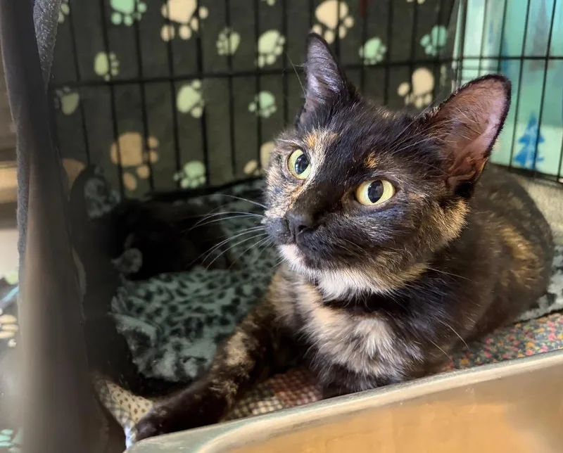 A young medium-sized female Domestic Short Hair cat named Birdie for adoption in Saint Francisville, LA