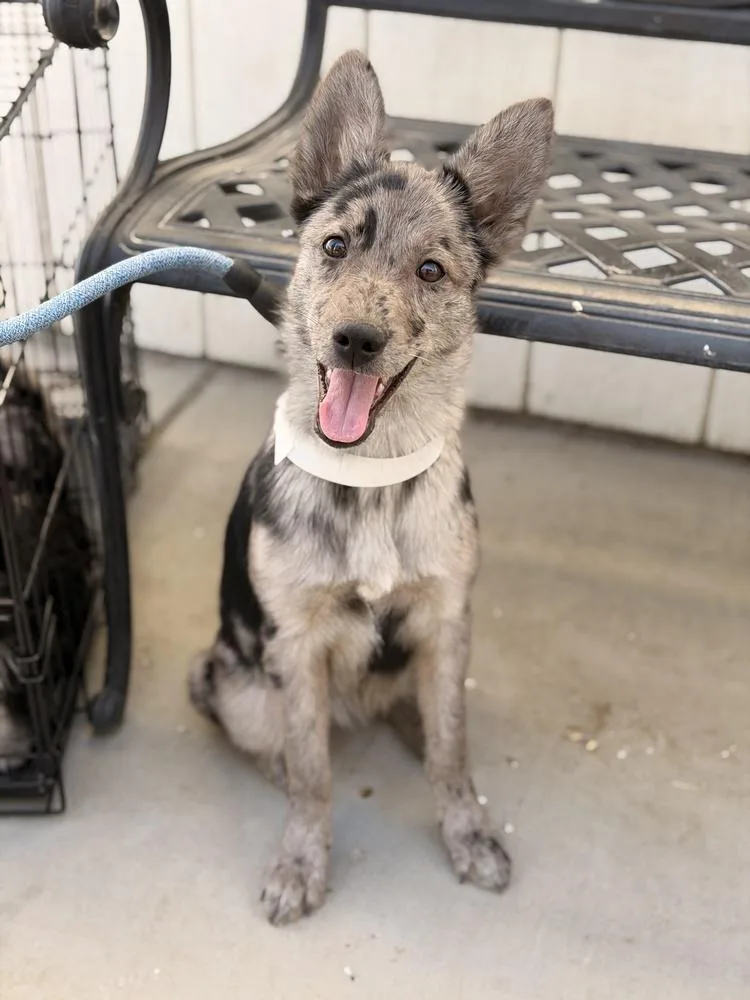 A baby medium-sized female Gray / Blue / Silver Australian Cattle Dog / Blue Heeler dog named Lady Luna for adoption in Pleasant Hill, CA