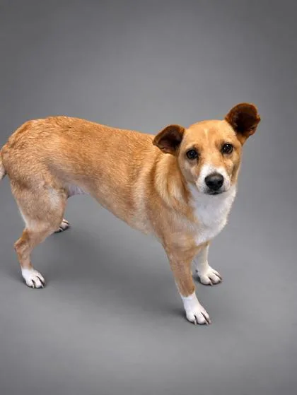 A senior medium-sized female Beagle dog named Clarice for adoption in Bowling Green, KY