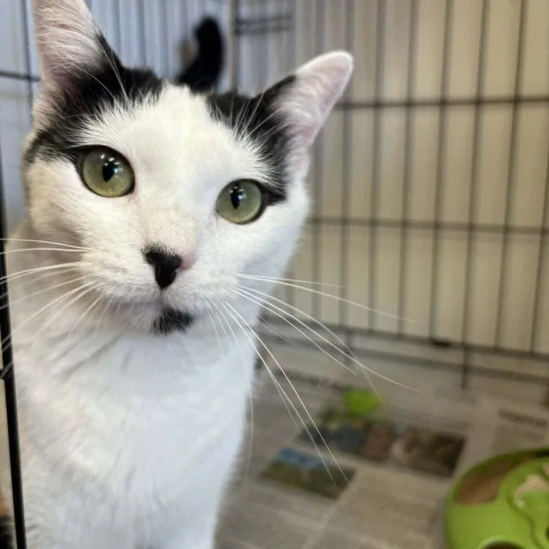 A baby medium-sized male White Domestic Short Hair cat named Nelson for adoption in Candler, NC