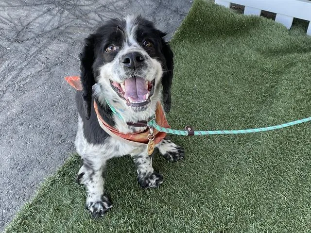 An adult medium-sized male English Springer Spaniel dog named Bingo for adoption in Modesto, CA