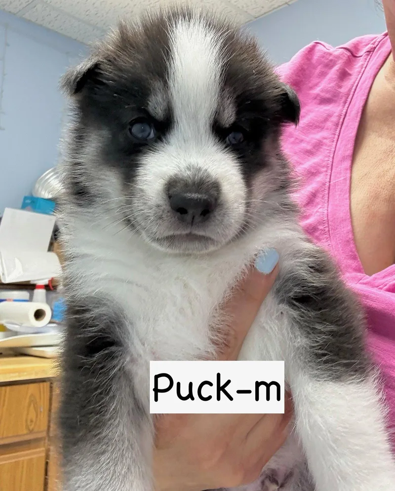 A baby medium-sized male Husky dog named Puck for adoption in GILBERTS, IL