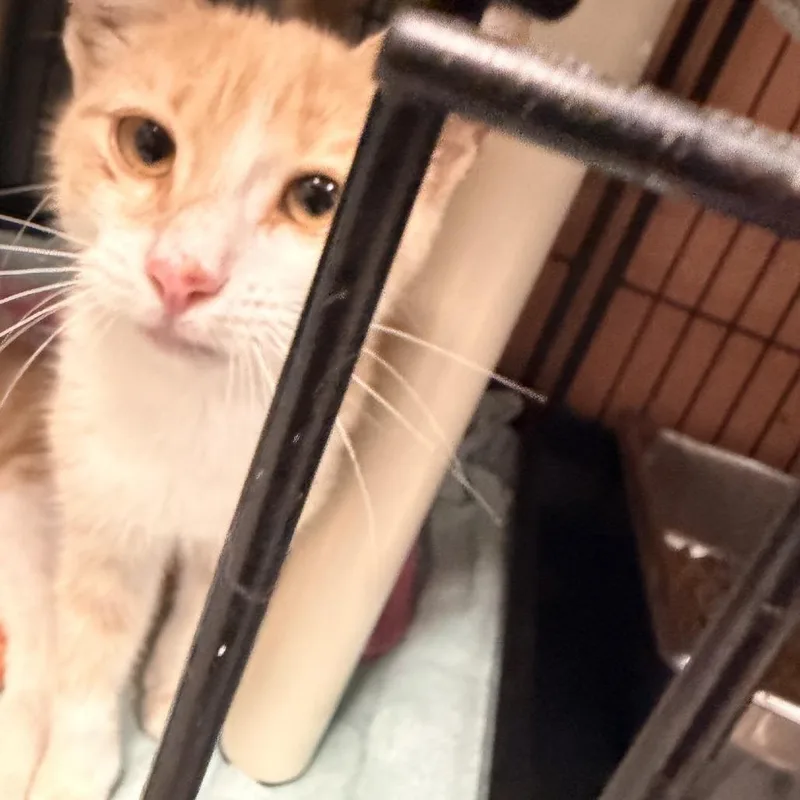 A baby small-sized male Buff / Tan / Fawn Domestic Short Hair cat named Sugar for adoption in Columbus, NC