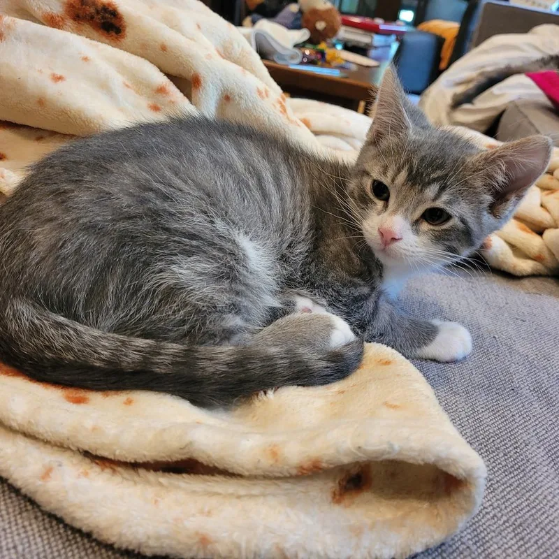 A baby small-sized female Brown / Chocolate Domestic Short Hair cat named Sorrel for adoption in St. Paul, MN