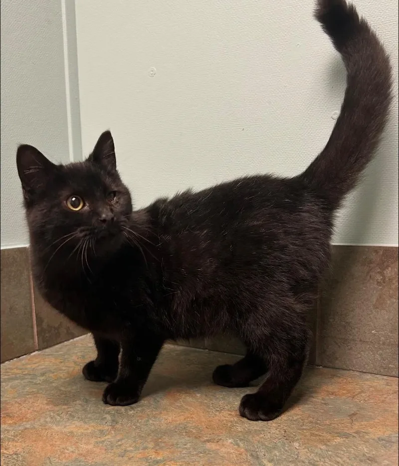 A baby medium-sized male Black Domestic Short Hair cat named Elmo for adoption in Columbus, NE