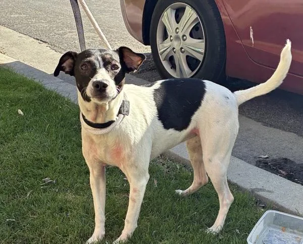 An adult medium-sized female Rat Terrier dog named Luna for adoption in Salt Lake City, UT