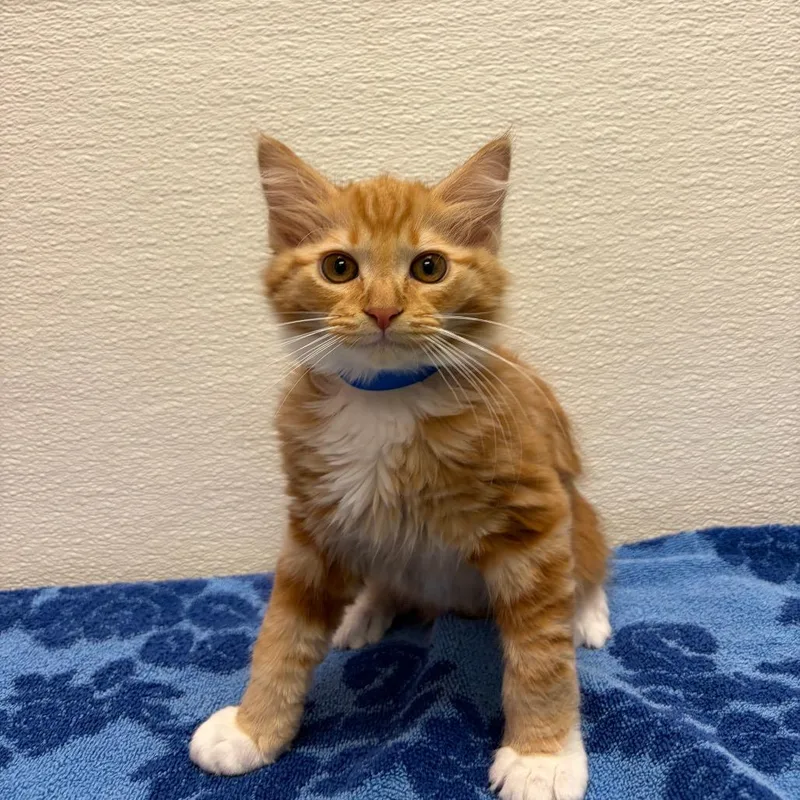 A baby small-sized male Domestic Medium Hair cat named Stray Hold Lampshade for adoption in Albuquerque, NM