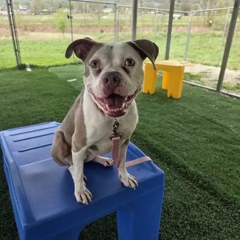 An adult medium-sized female Mixed Breed dog named Bunni for adoption in Moundsville, WV