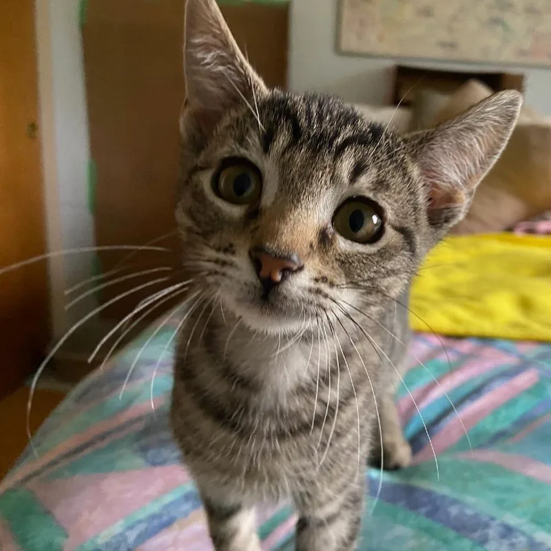 A baby small-sized female Brown / Chocolate Domestic Short Hair cat named Haily for adoption in Santa Rosa, CA