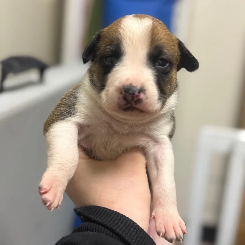 A baby small-sized female Pit Bull Terrier dog named Hazel for adoption in Parker, CO