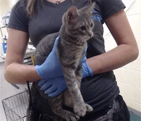 A baby small-sized female Domestic Short Hair cat named Marie Curie for adoption in Denver, CO
