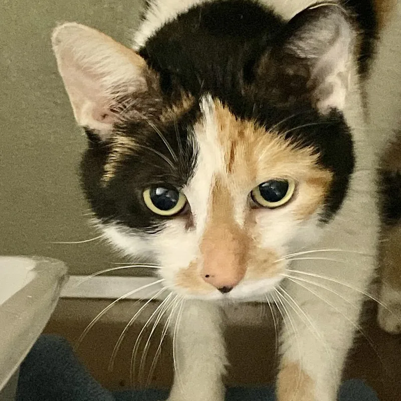 An adult medium-sized female Calico Domestic Short Hair cat named Bianca for adoption in Deerfield, IL