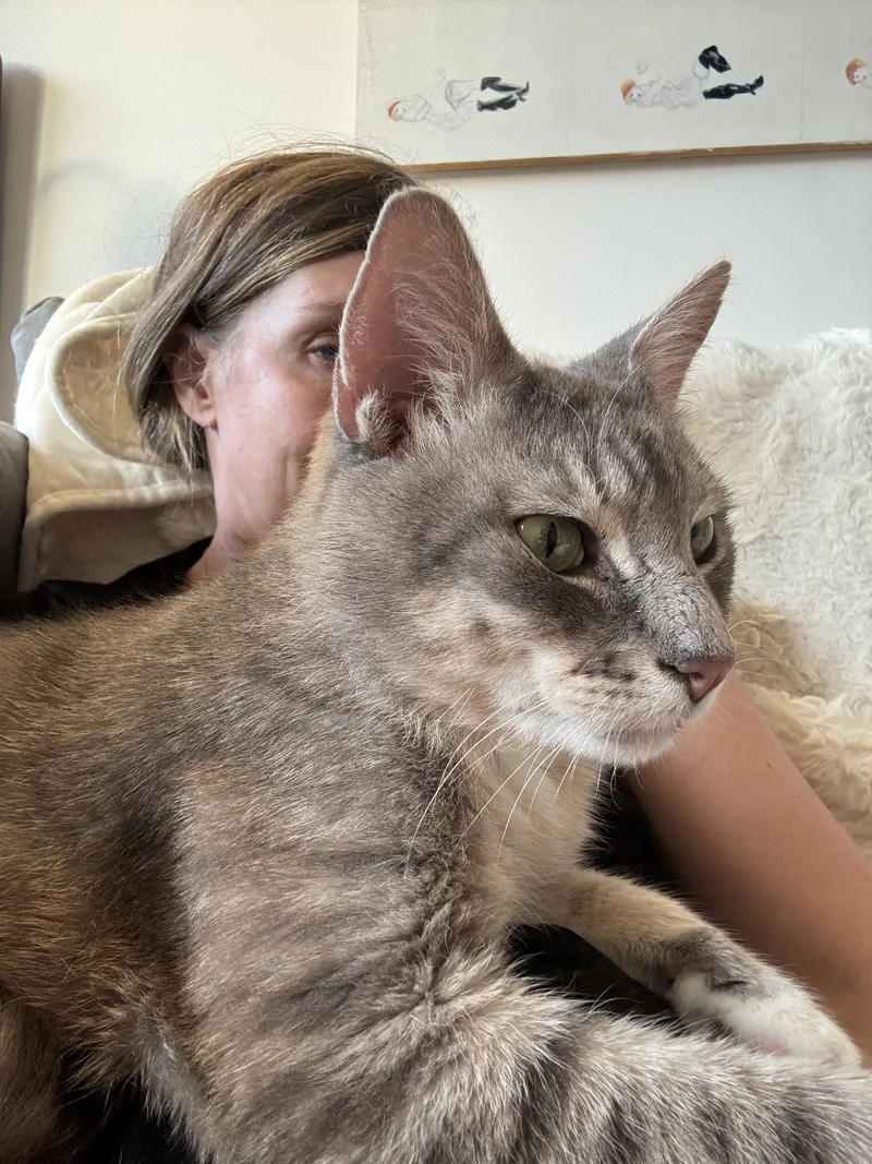 A young medium-sized male Domestic Short Hair cat named Fat Joe for adoption in brooklyn, NY