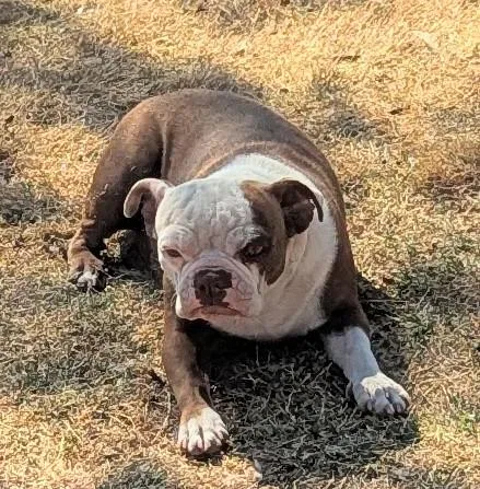 Kewpie  Phoenix Az thumbnail 2