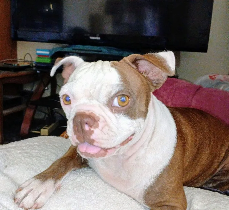 Kewpie  Phoenix Az thumbnail 3