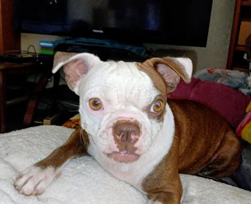 Kewpie  Phoenix Az thumbnail 4