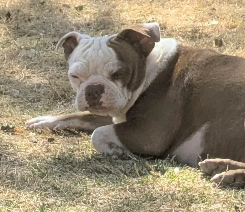 Kewpie  Phoenix Az thumbnail 5