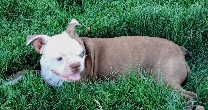 Kewpie  Phoenix Az thumbnail 6