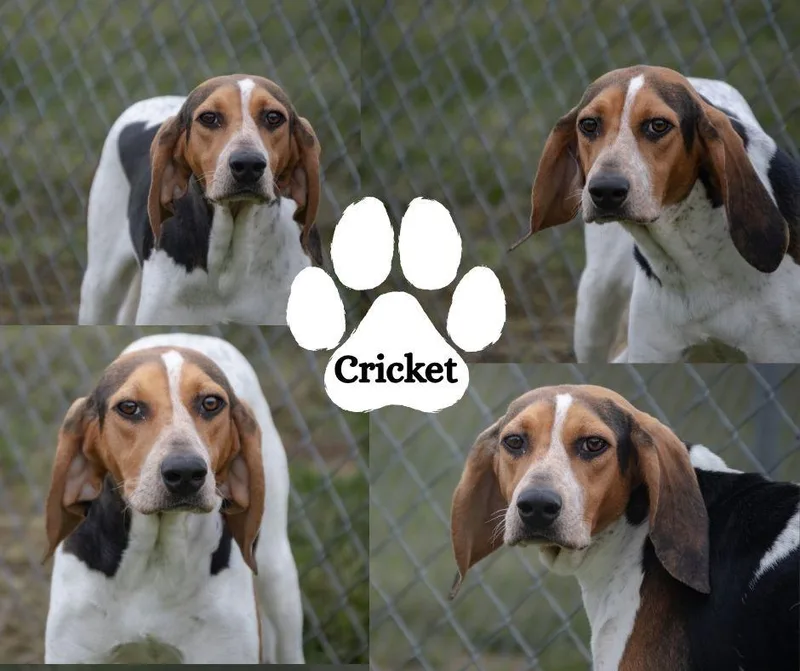 A young medium-sized female Tricolor (Brown, Black, & White) Treeing Walker Coonhound dog named Cricket for adoption in Winchester, KY