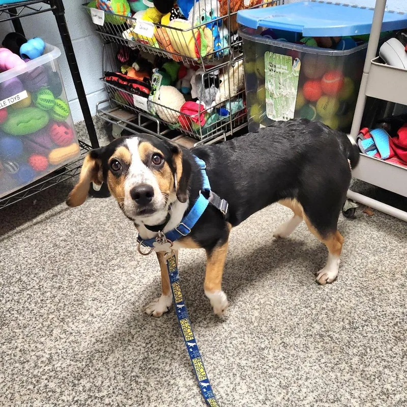 A young medium-sized female Black Beagle dog named Carly Simon for adoption in Falls Church, VA
