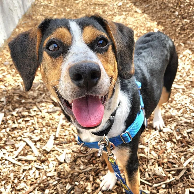 Carly Simon thumbnail 2