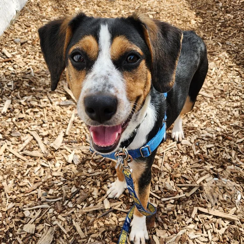 Carly Simon thumbnail 3