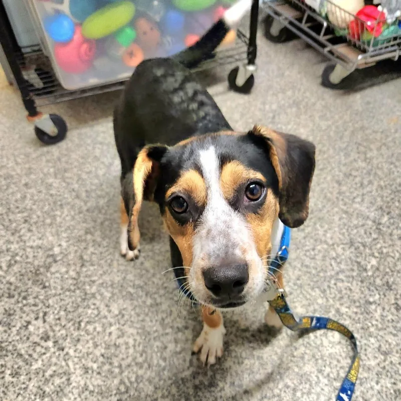 Carly Simon thumbnail 4