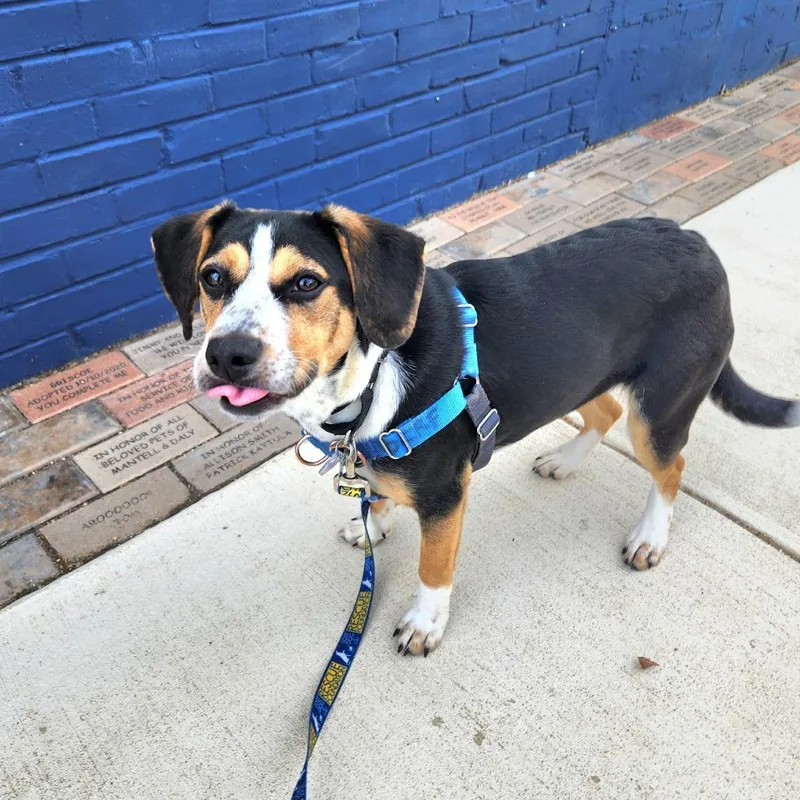 Carly Simon thumbnail 5