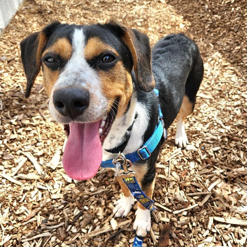 Carly Simon thumbnail 6