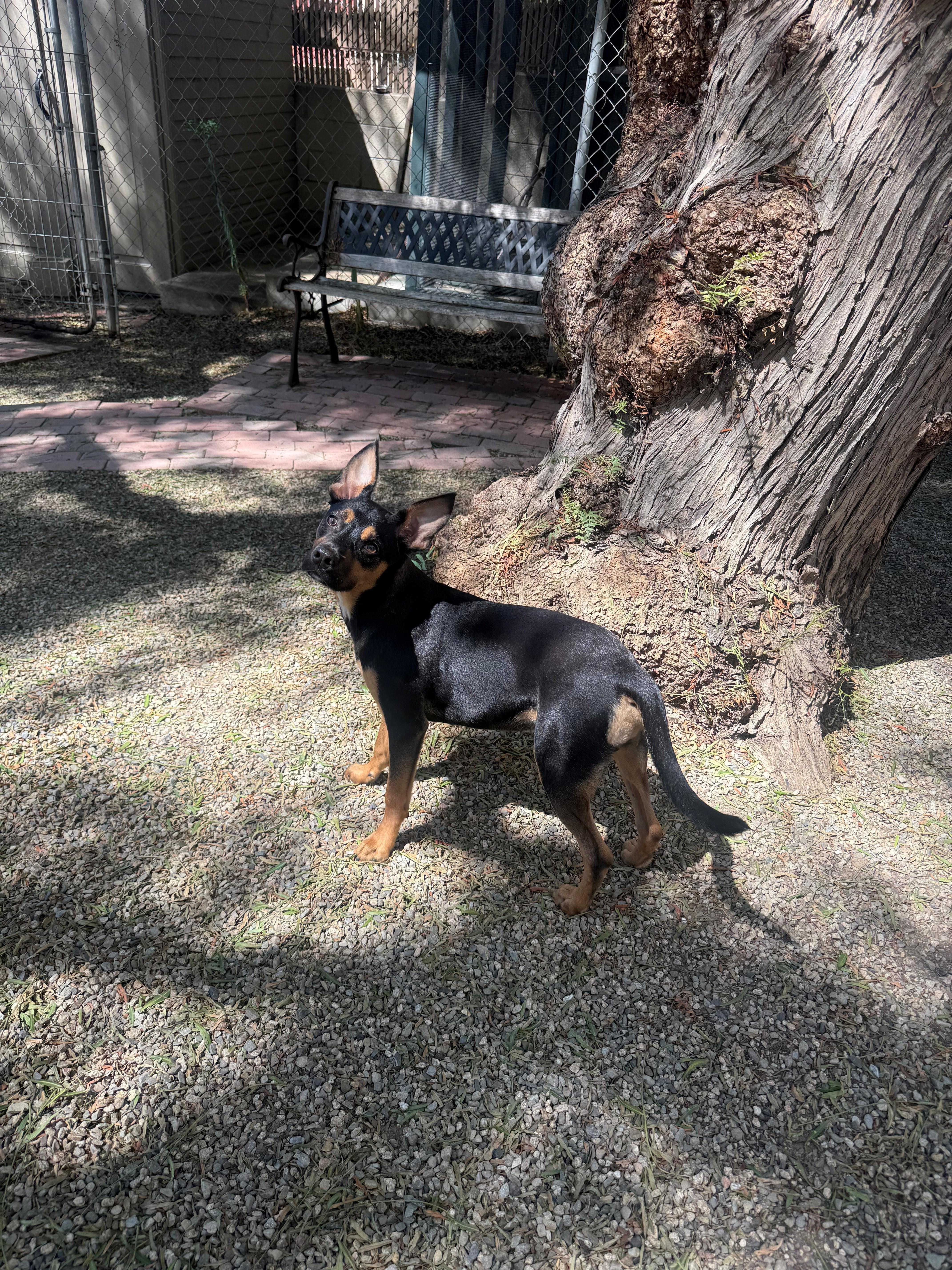 A young medium-sized male Cattle Dog dog named Henry for adoption in Laguna Beach, CA