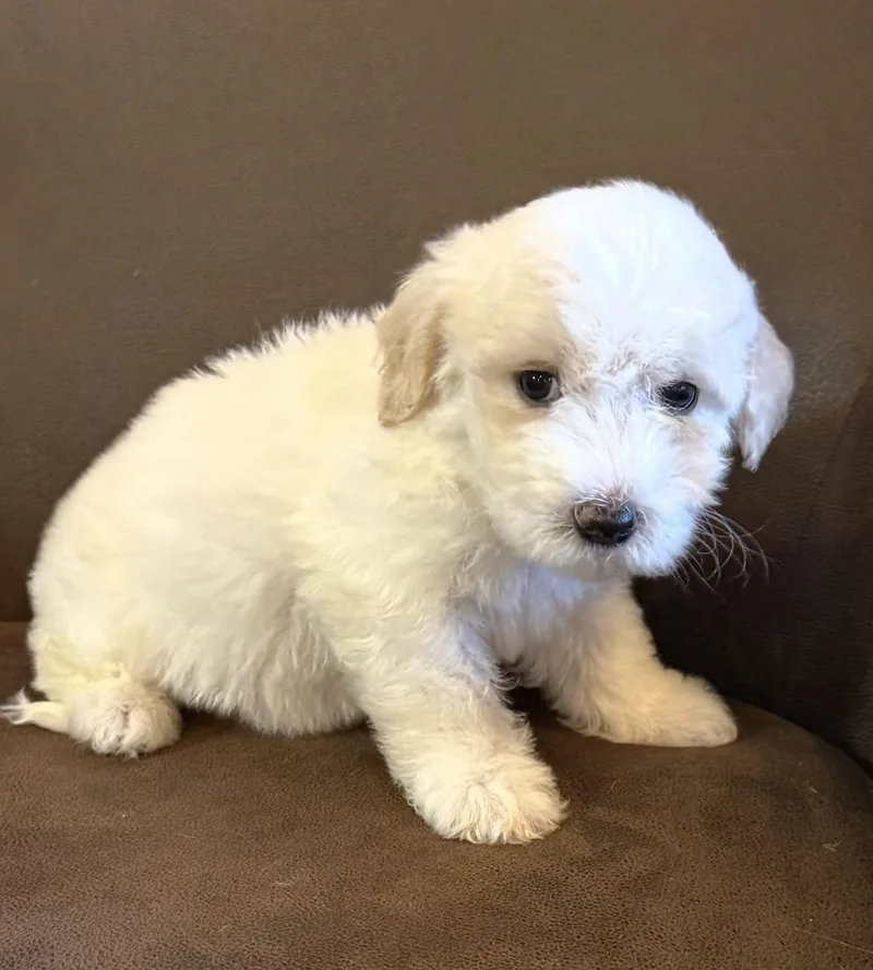 A baby large-sized male Goldendoodle dog named River for adoption in Iron Ridge, WI