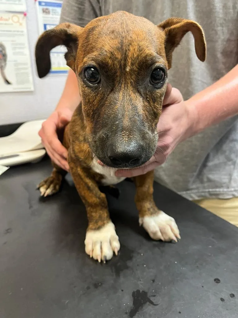A baby medium-sized male Terrier dog named Macaron for adoption in New Braunfels, TX