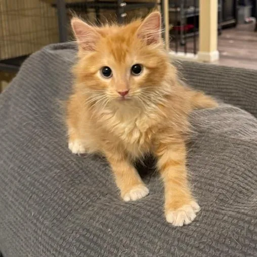 A baby small-sized male Domestic Medium Hair cat named Tater Tot for adoption in Woodstock, GA