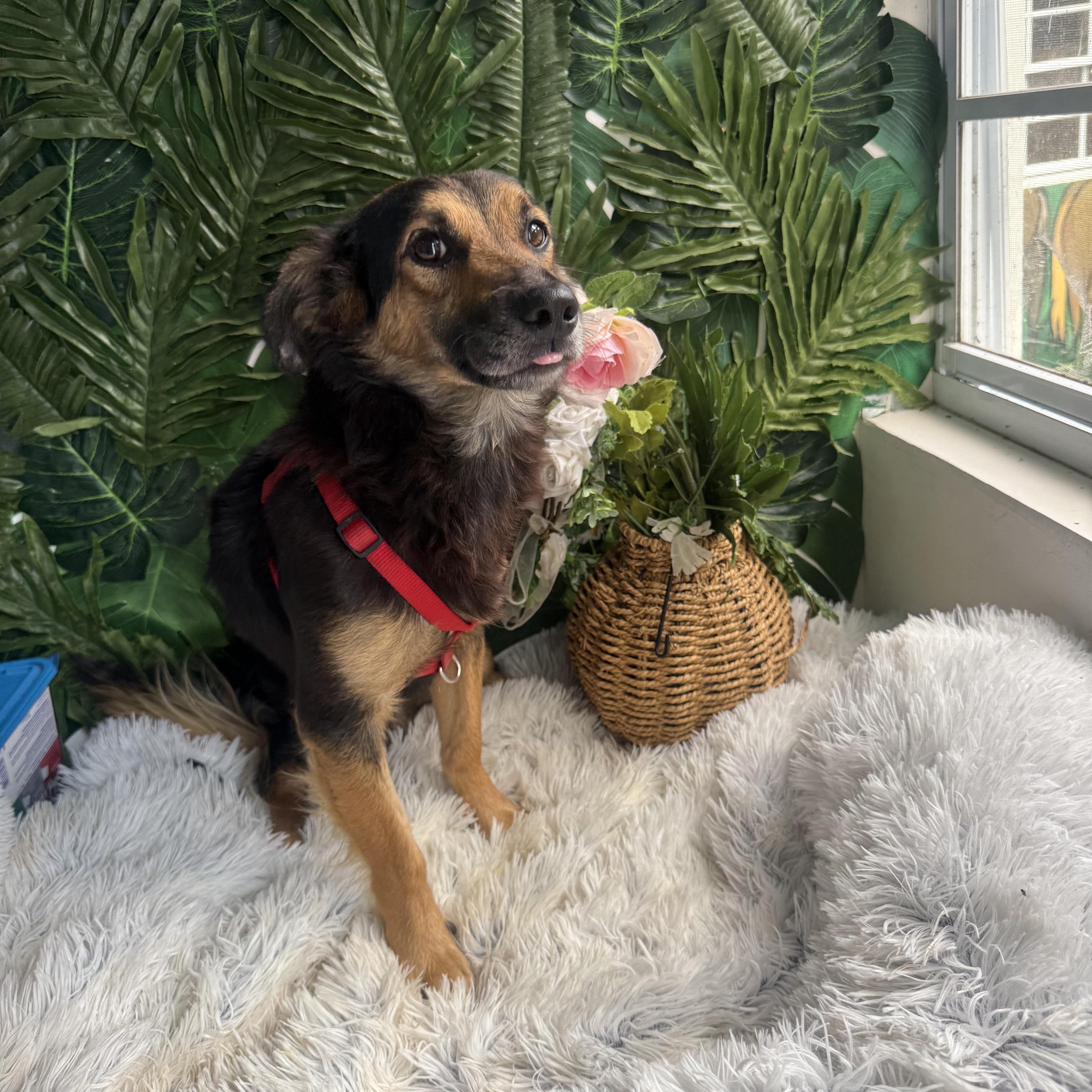 An adult medium-sized male Bicolor Mixed Breed dog named Coffee for adoption in Richmond, VA