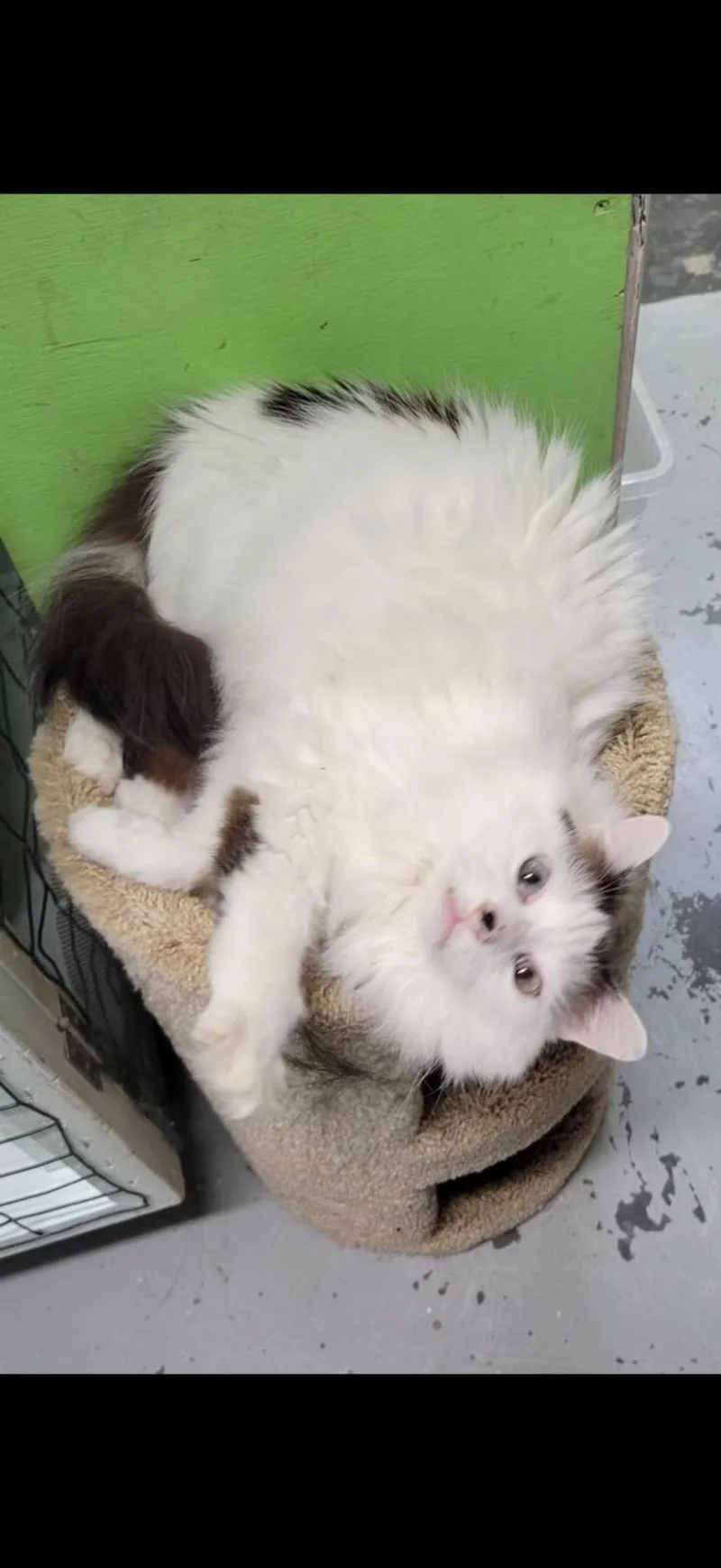 A young medium-sized male Domestic Medium Hair cat named Otis for adoption in Fairbanks, AK