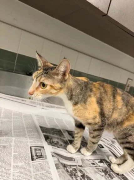 A young medium-sized female Domestic Short Hair cat named Paisley for adoption in Van Nuys, CA